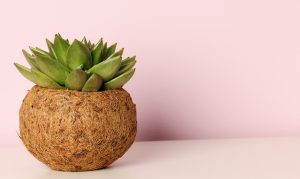 Kicsit más szobanövény